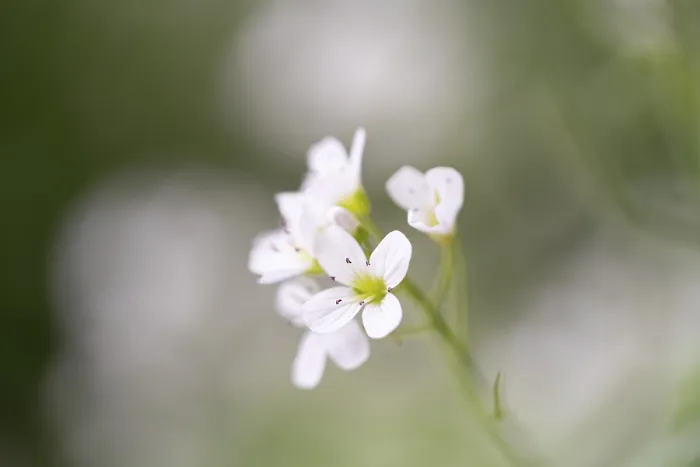 Gerahmter Druck : Berg-Keuschwurzel (Cardamine amara) Gerahmter Druck : Berg-Keuschwurzel (Cardamine amara)