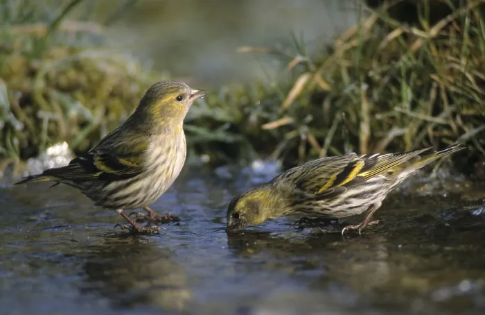Gerahmter Druck : Carduelis spinus, Sperling, Spinus spinus Gerahmter Druck : Carduelis spinus, Sperling, Spinus spinus