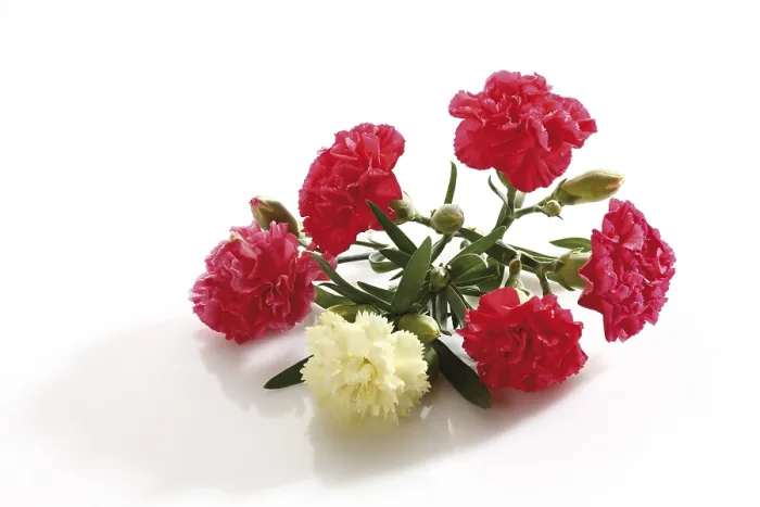 Gerahmter Druck : Kardanenblüten Gerahmter Druck : Kardanenblüten