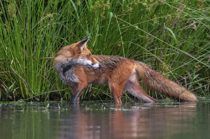 Gerahmter Druck : Carnivora, Raubtiere, Rotfuchs, Vulpes vulpes Gerahmter Druck : Carnivora, Raubtiere, Rotfuchs, Vulpes vulpes