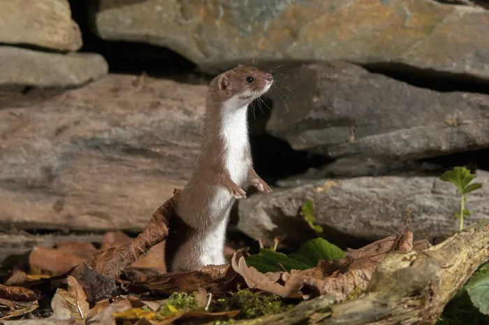 Gerahmter Druck : Carnivora, Minschweasel, Mausweasel Gerahmter Druck : Carnivora, Minschweasel, Mausweasel