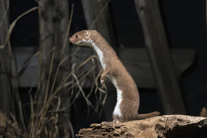 Gerahmter Druck : Carnivora, Kleinstbär, Mäusebär Gerahmter Druck : Carnivora, Kleinstbär, Mäusebär