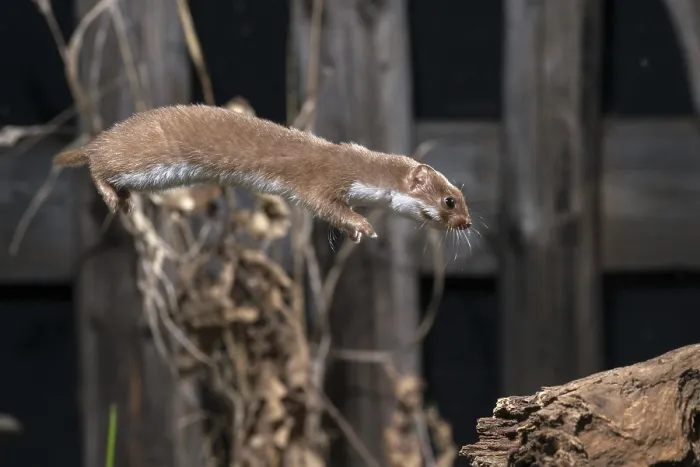Gerahmter Druck : Carnivora, Kleinster Fuchs, Mäusefuchs