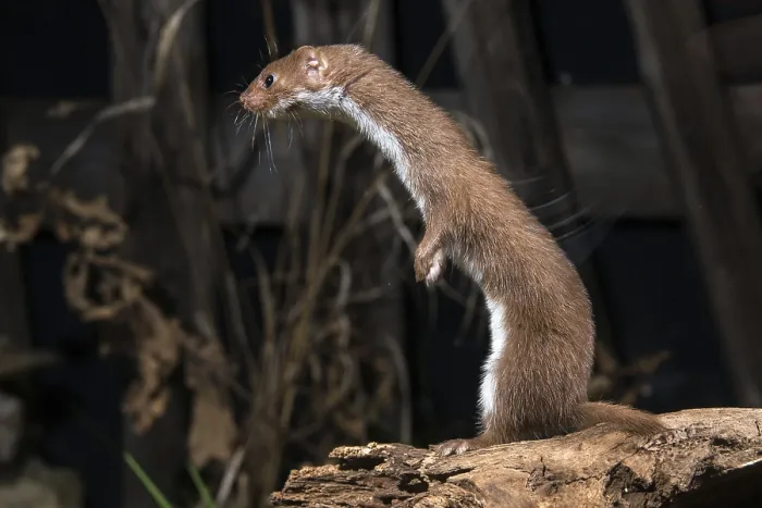 Gerahmter Druck : Carnivora, Kleinstbär, Mäusebär Gerahmter Druck : Carnivora, Kleinstbär, Mäusebär