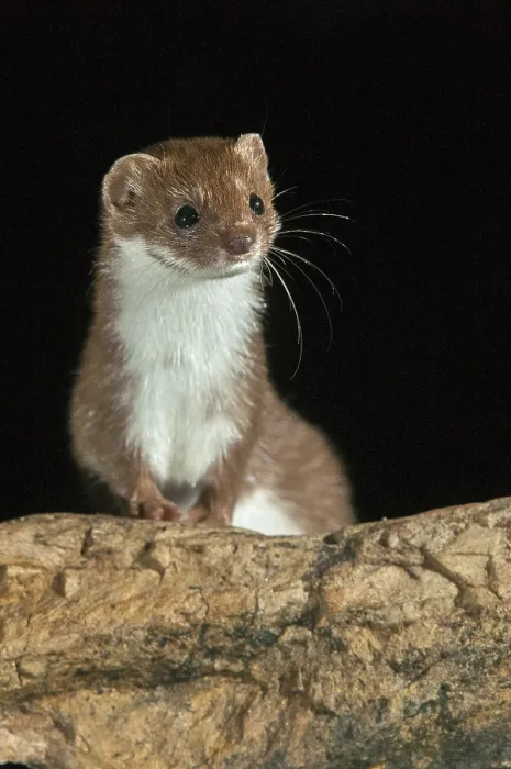 Gerahmter Druck : Carnivora, Kleinstbär, Mäusebär Gerahmter Druck : Carnivora, Kleinstbär, Mäusebär