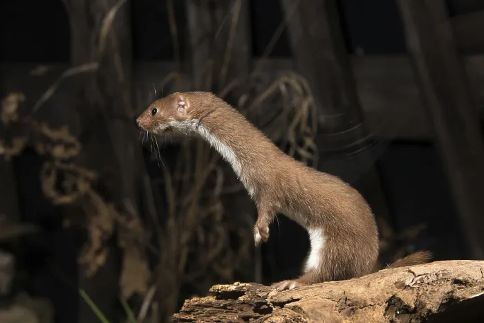 Gerahmter Druck : Carnivora, Kleinster Fuchs, Mäusefuchs