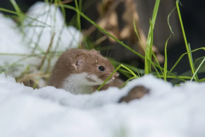 Gerahmter Druck : Carnivora,Least-Weasel,Mausweasel Gerahmter Druck : Carnivora,Least-Weasel,Mausweasel