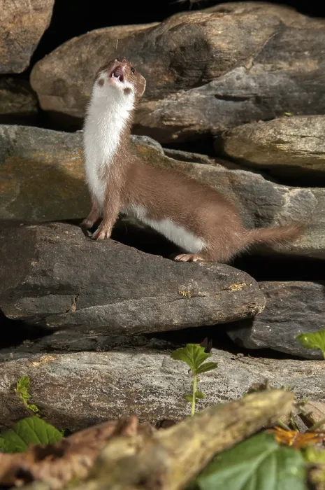Gerahmter Druck : Carnivora, Kleinster Fuchs, Mäusefuchs Gerahmter Druck : Carnivora, Kleinster Fuchs, Mäusefuchs