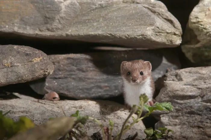 Gerahmter Druck : Carnivora, Kleinster Fuchs, Mäusefuchs