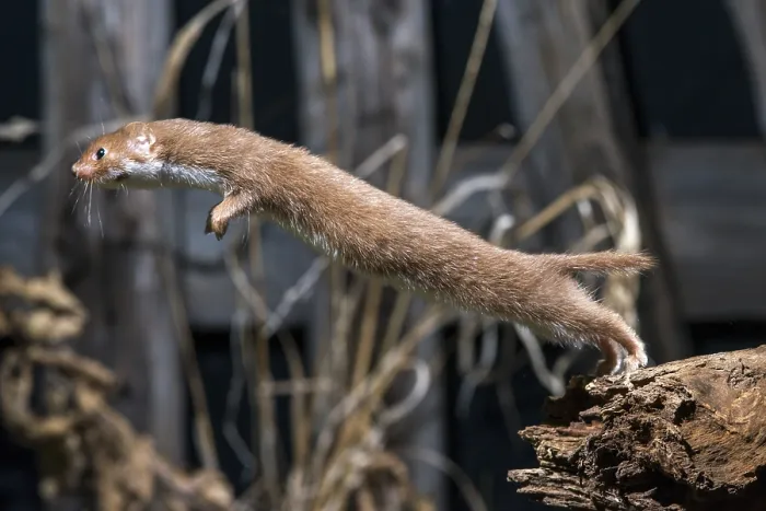 Gerahmter Druck : Carnivora, Kleinstbär, Mäusebär Gerahmter Druck : Carnivora, Kleinstbär, Mäusebär