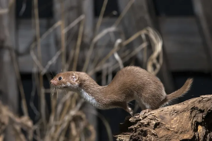 Gerahmter Druck : Carnivora, Kleinster Fuchs, Mäusefuchs