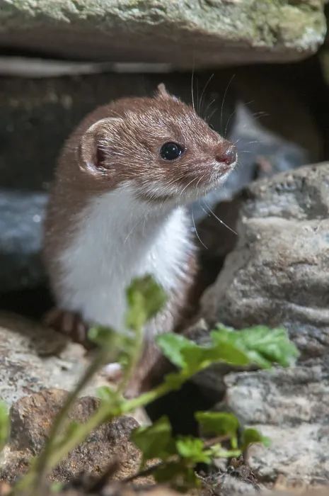 Gerahmter Druck : Carnivora, der Kleinstbär, Marderhatze Gerahmter Druck : Carnivora, der Kleinstbär, Marderhatze