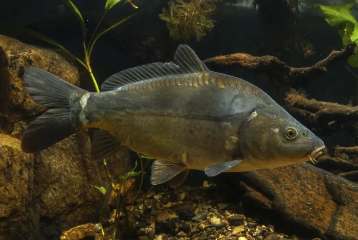 Gerahmter Druck : Karp, Cyprinus carpio, Karp, Fisch.