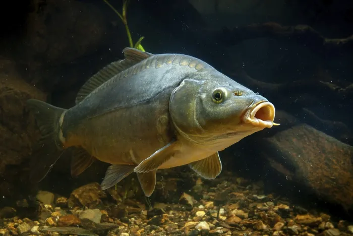 Gerahmter Druck : Karp, Cyprinus carpio, Karp, Fisch. Gerahmter Druck : Karp, Cyprinus carpio, Karp, Fisch.