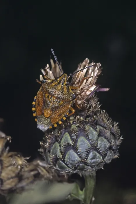 Gerahmter Druck : Carpocoris fuscispinus, Baumwanze Gerahmter Druck : Carpocoris fuscispinus, Baumwanze