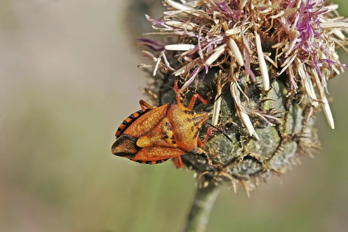 Gerahmter Druck : Carpocoris mediterraneus, Baumwanze. Gerahmter Druck : Carpocoris mediterraneus, Baumwanze.