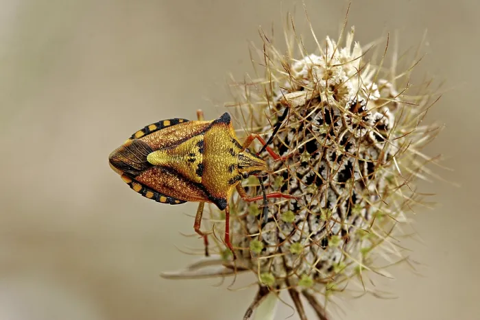Gerahmter Druck : Carpocoris mediterraneus, Baumwanze. Gerahmter Druck : Carpocoris mediterraneus, Baumwanze.