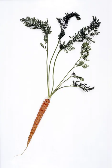 Gerahmter Druck : Carrot Gerahmter Druck : Carrot