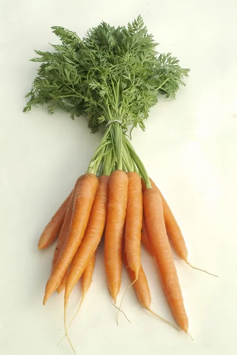Gerahmter Druck : Carrots Gerahmter Druck : Carrots
