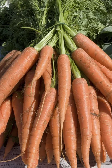 Gerahmter Druck : Carrots Gerahmter Druck : Carrots