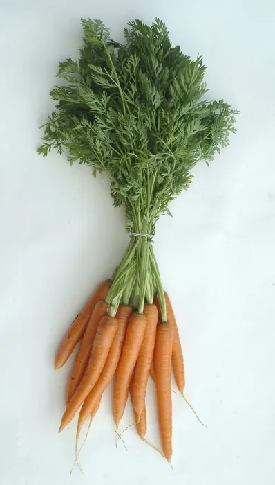 Gerahmter Druck : Carrots Gerahmter Druck : Carrots