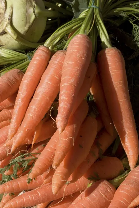 Gerahmter Druck : Carrots Gerahmter Druck : Carrots