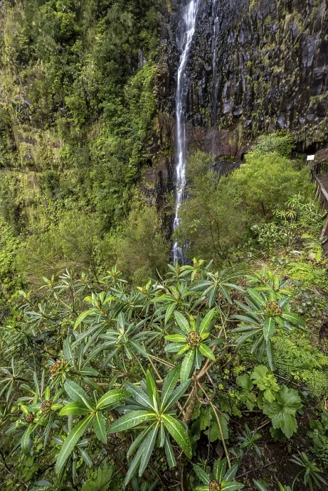 Gerahmter Druck : Cascata do Risco-Wasserfall, Rabacal Gerahmter Druck : Cascata do Risco-Wasserfall, Rabacal