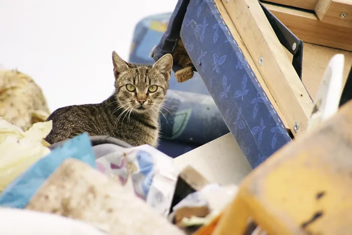Gerahmter Druck : Katze auf einem Müllplatz Gerahmter Druck : Katze auf einem Müllplatz