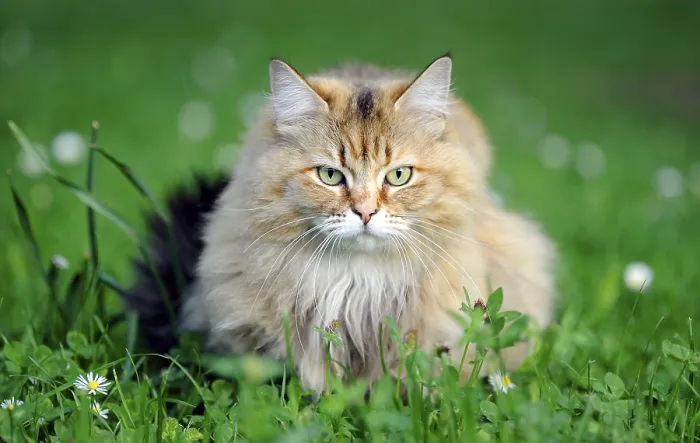 Gerahmter Druck : Katze auf dem Rasen. Gerahmter Druck : Katze auf dem Rasen.