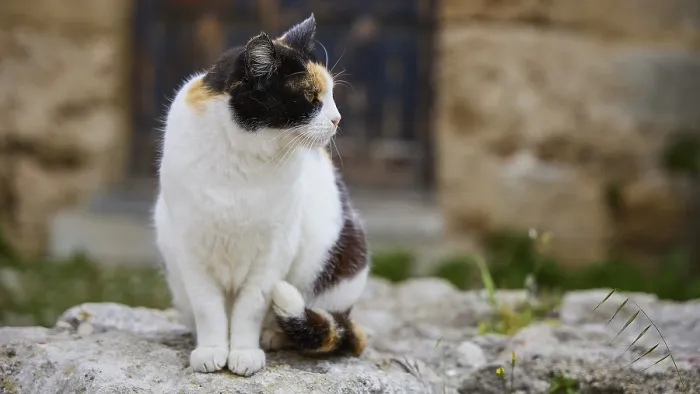 Gerahmter Druck : Katze mit ernstem Gesicht auf einer Wand. Gerahmter Druck : Katze mit ernstem Gesicht auf einer Wand.