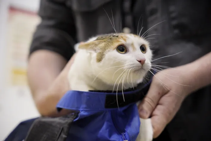Gerahmter Druck : Ein Kater wird sicher in einer beruhigenden blauen Hülle gehalten.