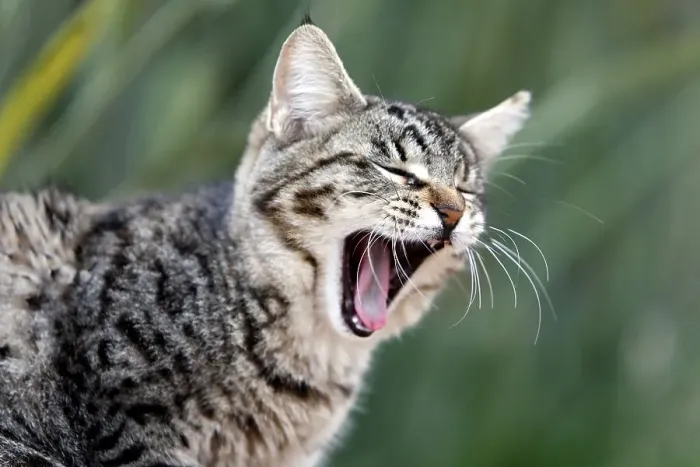 Gerahmter Druck : Katze schläft