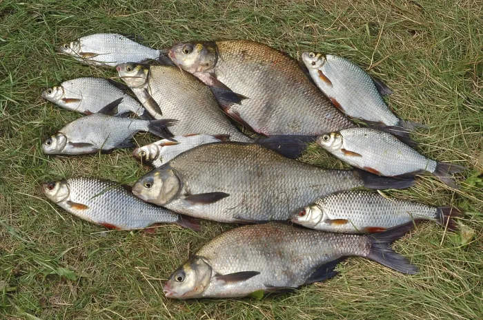 Gerahmter Druck : Fischen auf grünem Gras. Gerahmter Druck : Fischen auf grünem Gras.