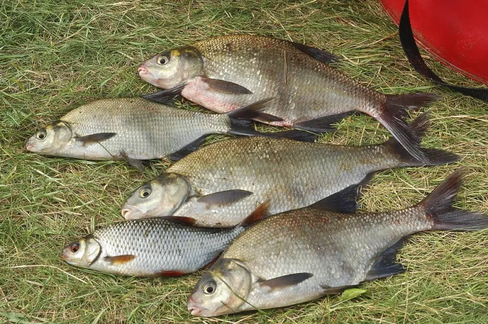 Gerahmter Druck : Fischen auf grünem Gras. Gerahmter Druck : Fischen auf grünem Gras.