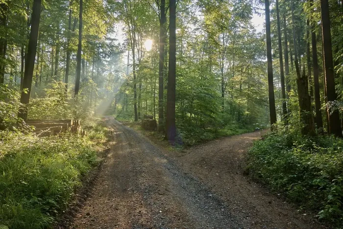 Gerahmter Druck : Gabel, Waldweg, Laubwald. Gerahmter Druck : Gabel, Waldweg, Laubwald.