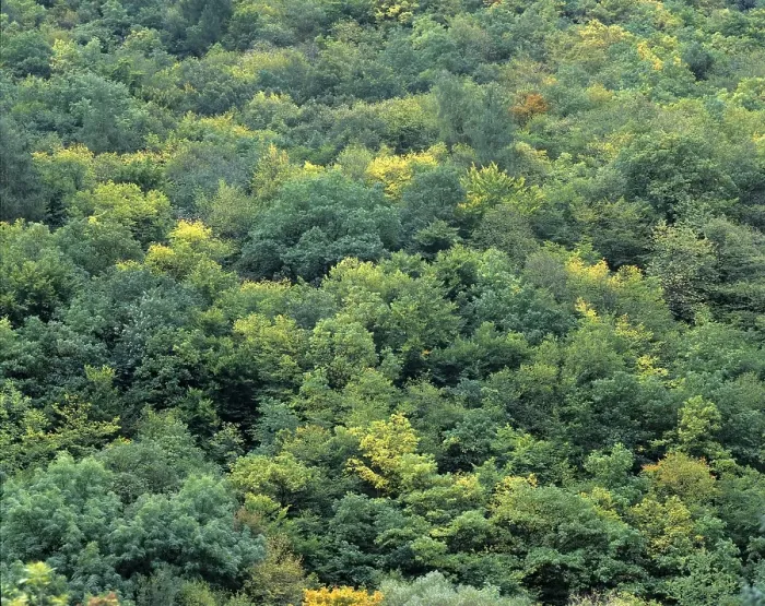Gerahmter Druck : Gemischter Wald, Vollformat.