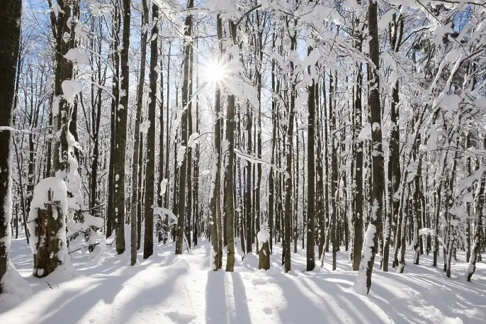 Gerahmter Druck : Buchenstämme, Wald mit Schnee. Gerahmter Druck : Buchenstämme, Wald mit Schnee.