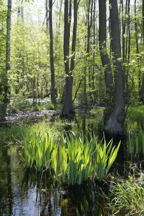 Gerahmter Druck : Brook Gerahmter Druck : Brook