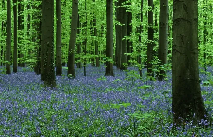 Gerahmter Druck : (Endymion nonscriptus) (Scilla siberica) Gerahmter Druck : (Endymion nonscriptus) (Scilla siberica)