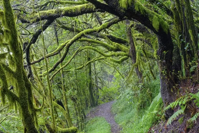 Gerahmter Druck : Waldweg mit moosbedeckten Baumstämmen in Wolkenwald. Gerahmter Druck : Waldweg mit moosbedeckten Baumstämmen in Wolkenwald.
