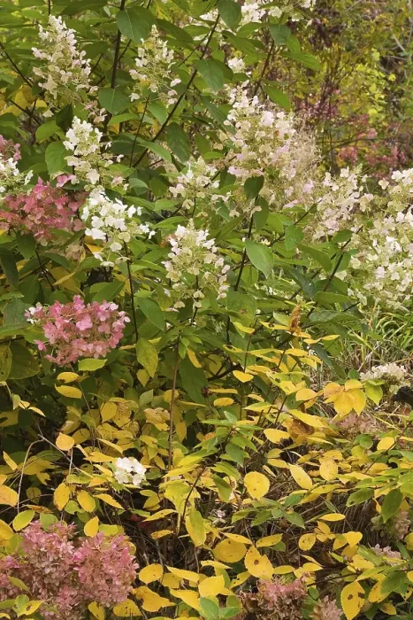 Gerahmter Druck : Smothes Hydrangea oder Wilde Hydrangea (Hydrangea arborescens) Gerahmter Druck : Smothes Hydrangea oder Wilde Hydrangea (Hydrangea arborescens)