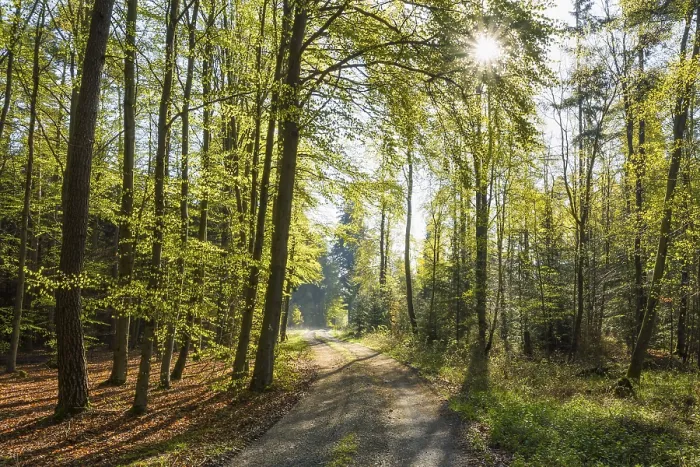 Gerahmter Druck : Waldweg im Frühling mit Sonne. Gerahmter Druck : Waldweg im Frühling mit Sonne.