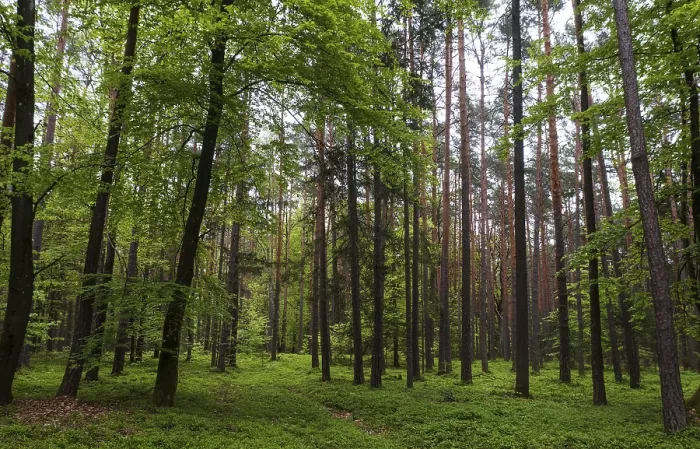 Gerahmter Druck : Waldweg durch einen Laubwald. Gerahmter Druck : Waldweg durch einen Laubwald.