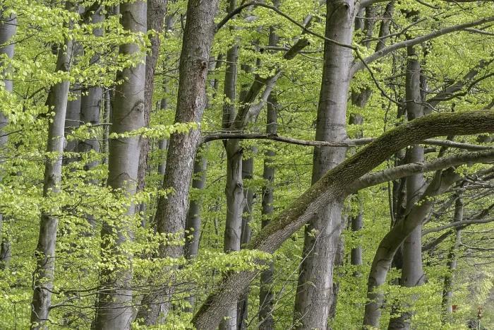 Gerahmter Druck : Buchenwald (Fagus sylvatica)