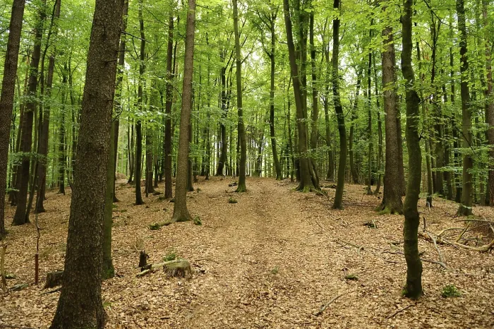 Gerahmter Druck : Laubwald mit hellfarbiger Piste. Gerahmter Druck : Laubwald mit hellfarbiger Piste.