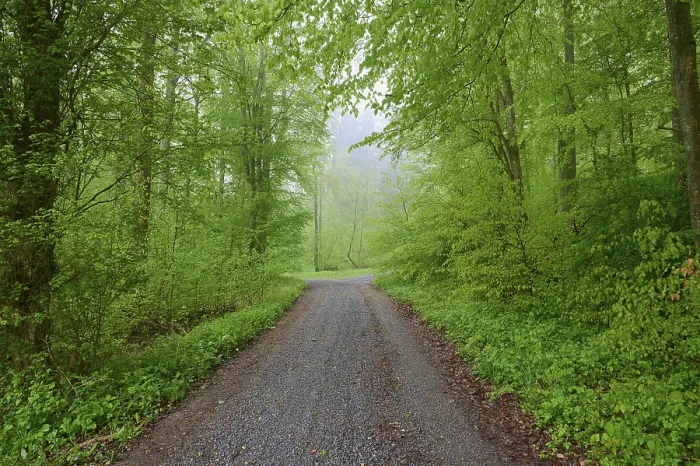 Gerahmter Druck : Waldweg, Buchenwald, Regen. Gerahmter Druck : Waldweg, Buchenwald, Regen.