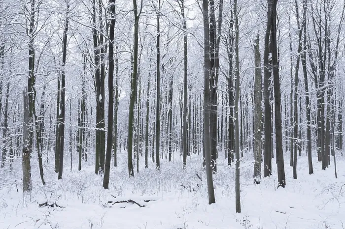 Gerahmter Druck : Schneebedeckter Laubwald im Winter.