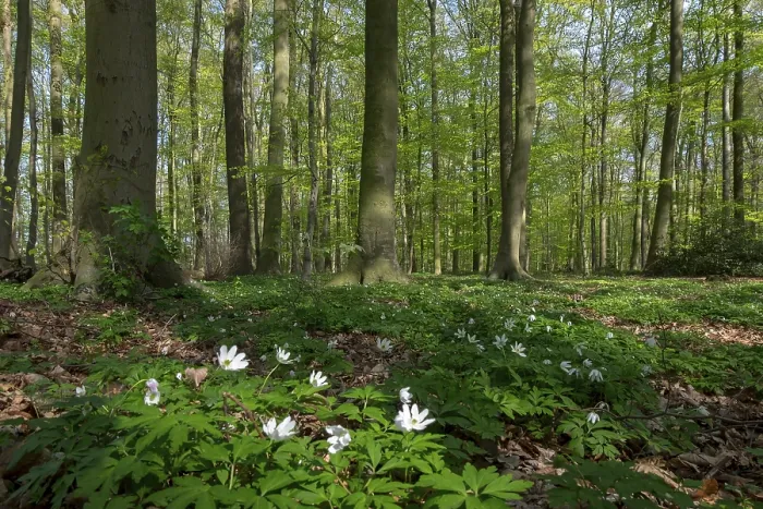 Gerahmter Druck : Buchenwald im Frühling. Gerahmter Druck : Buchenwald im Frühling.