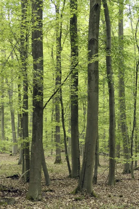 Gerahmter Druck : Buchenwald im Frühling. Gerahmter Druck : Buchenwald im Frühling.