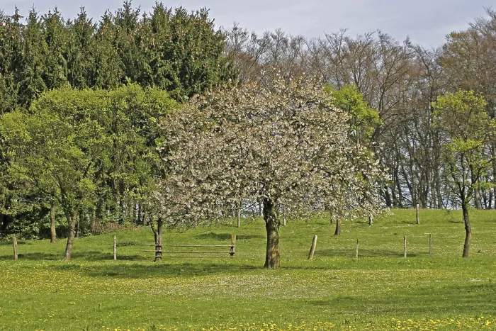 Gerahmter Druck : Kirschbaum, Fruchtbaum Gerahmter Druck : Kirschbaum, Fruchtbaum